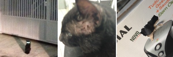 gatinho preto 2