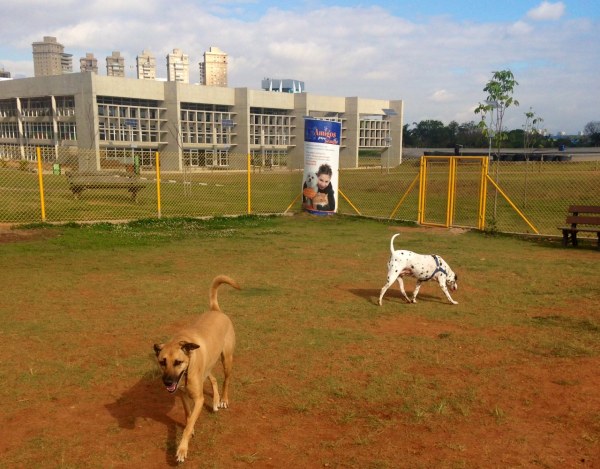 Portal Terra de Lucas : Cobasi inaugura Pet Parque na sua loja em Feira de  Santana neste sábado (22/07)