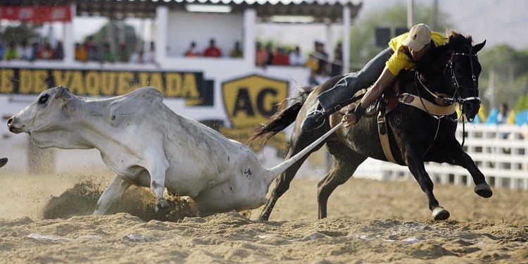 NÃO EXISTE RODEIO SEM CRUELDADE!