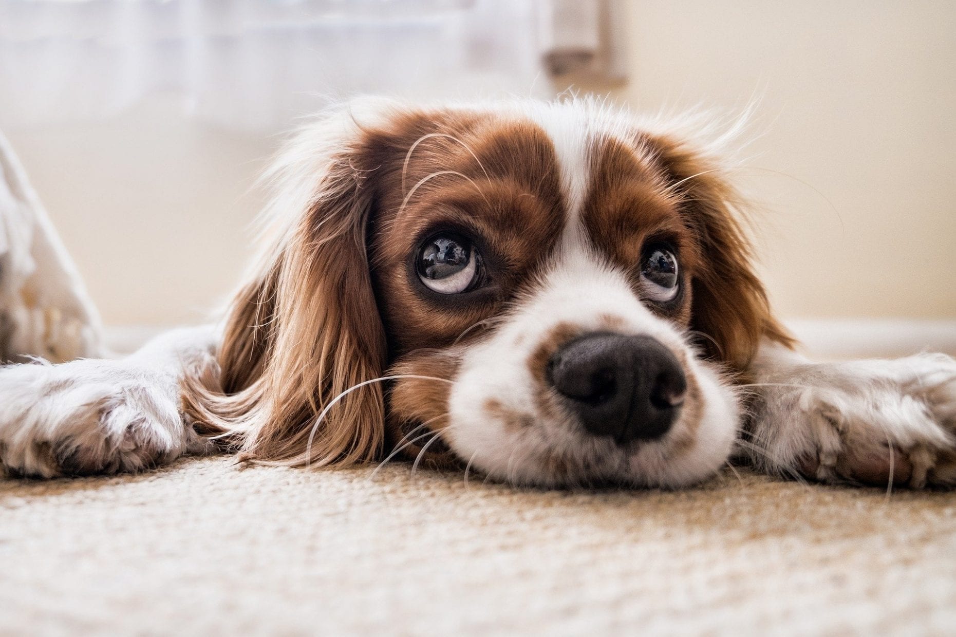cachorros e gatos não transmitem coronavirus