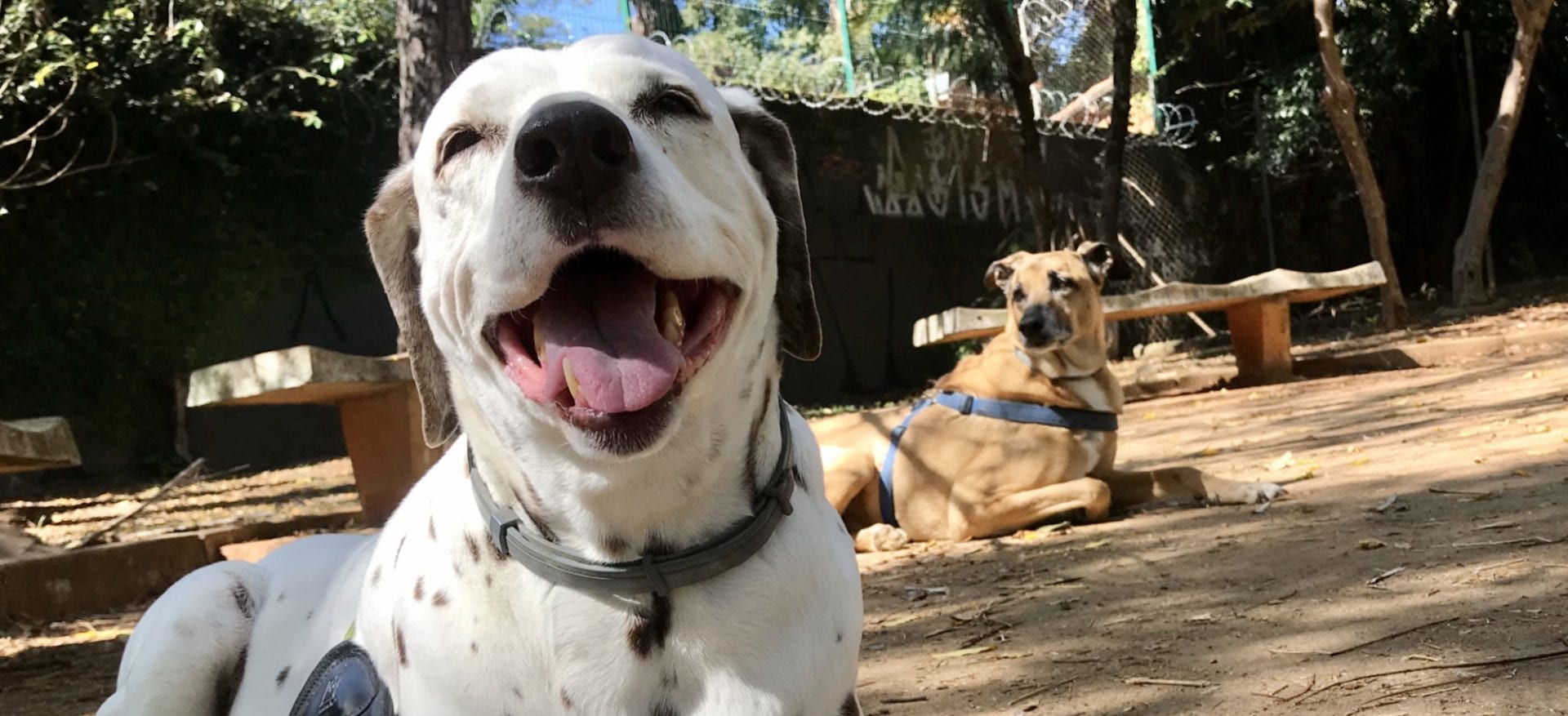 maga-patas-ao-alto