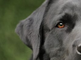 cachorro doenca rins
