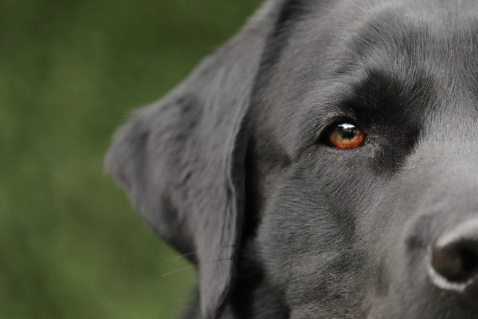 cachorro doenca rins