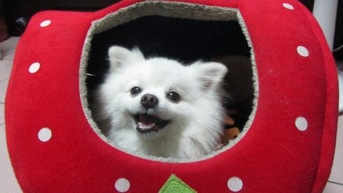 pet no inverno