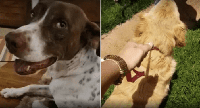 cachorros na justica maus tratos