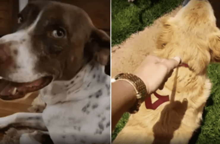 cachorros na justica maus tratos