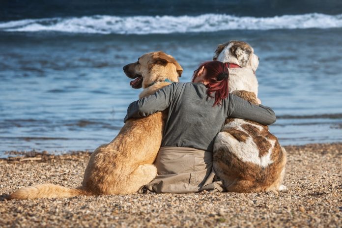 viajar com cachorro