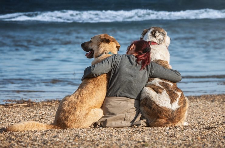 viajar com cachorro